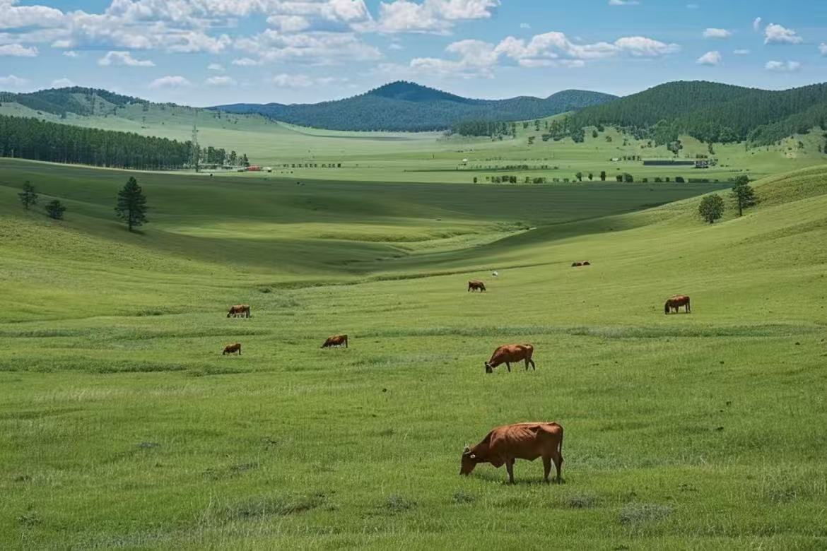 Zhangbei Grassland
